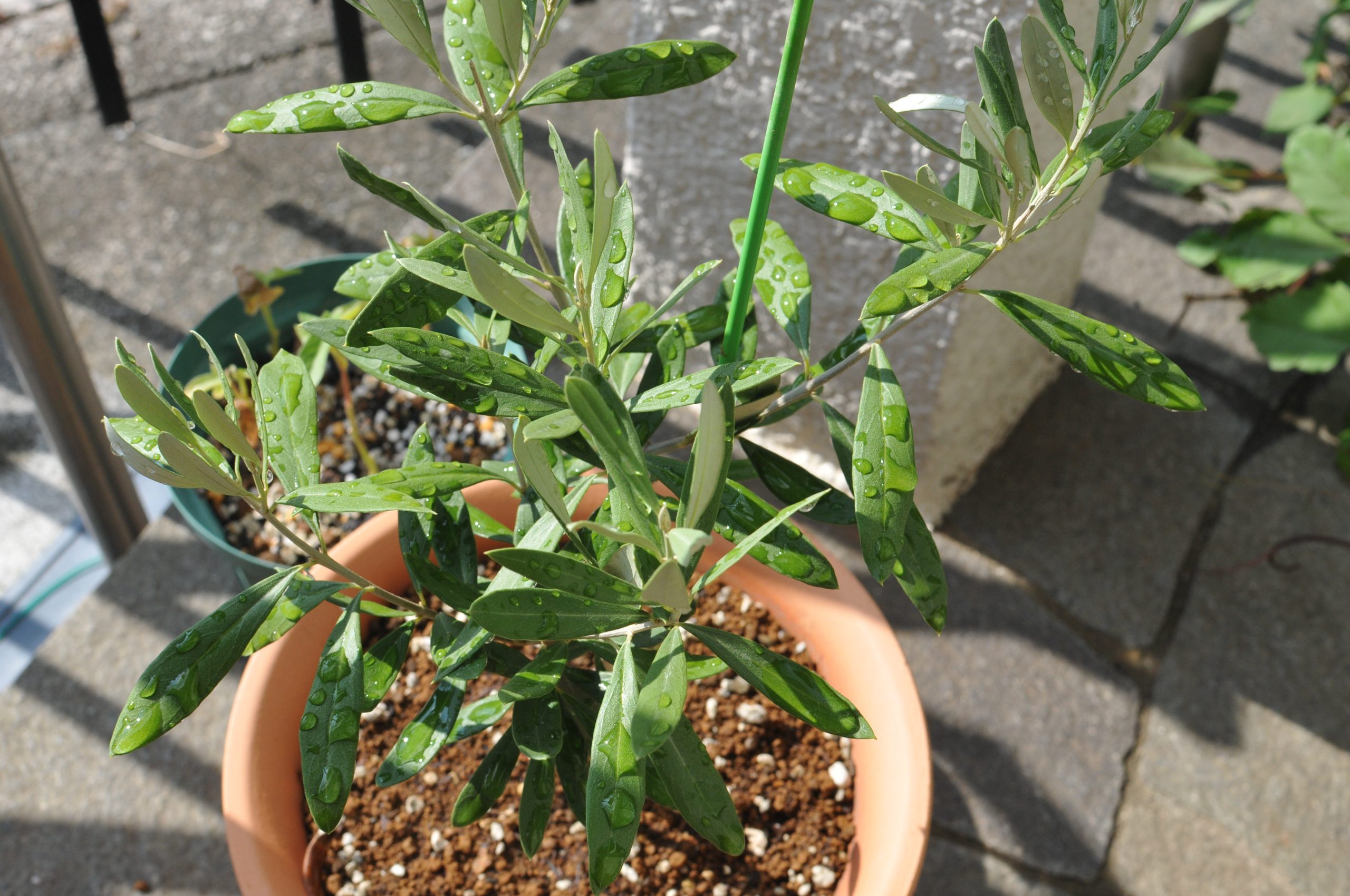 ライブ情報更新しました