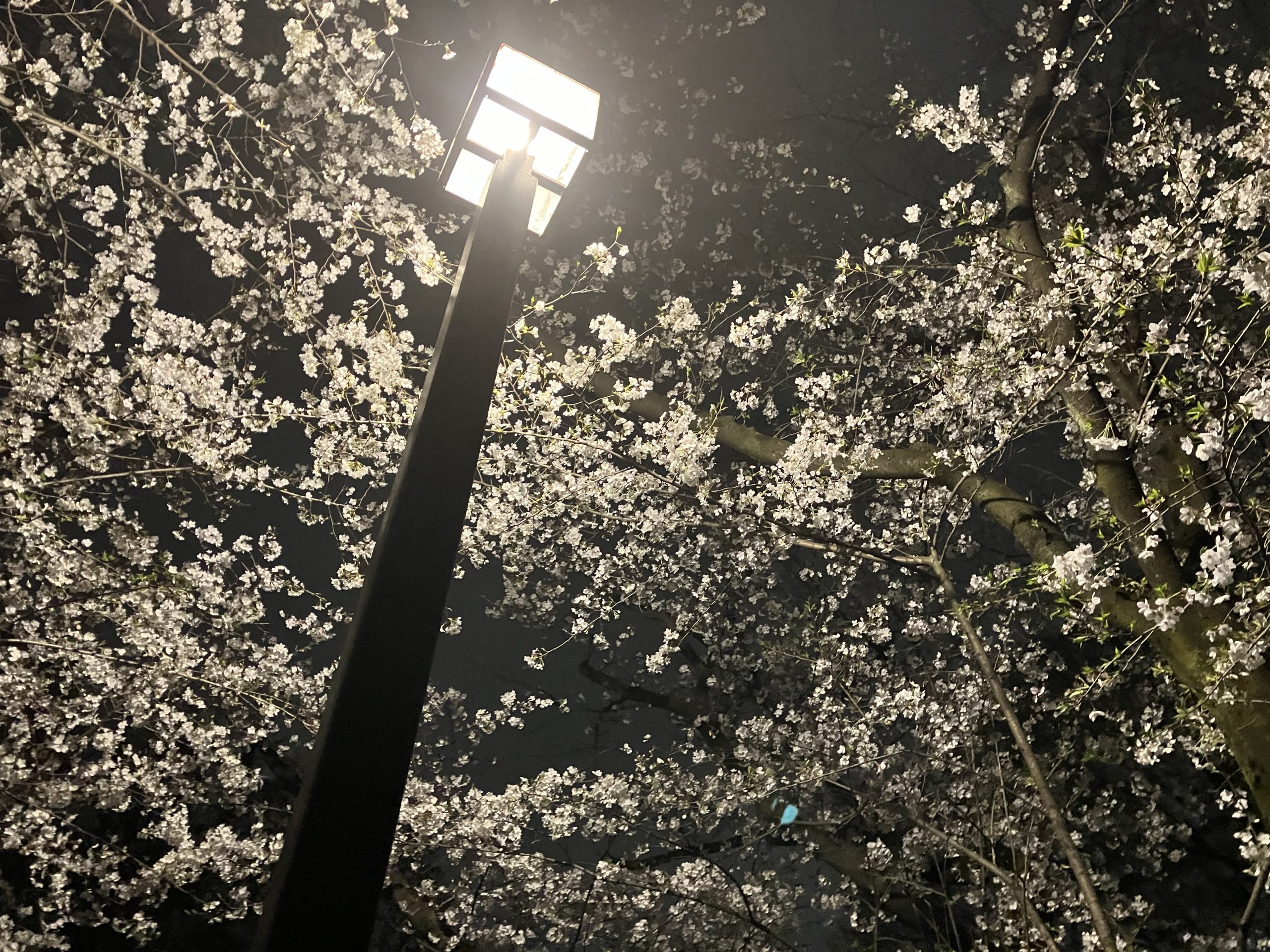 新しい1年が始まります